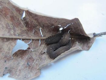 Media type: image;   Invertebrate Zoology 46445